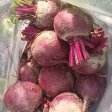 红叶甜菜   红叶菠菜  大量有货  欢迎选购