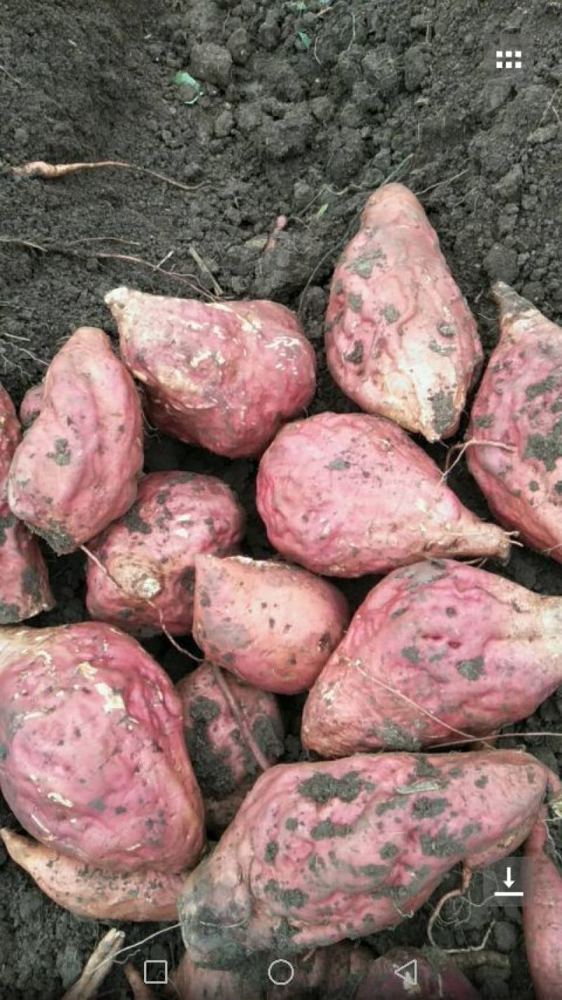 烟薯25 3两以上 通货 红皮红心 