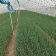 山东潍坊安丘小葱大量上市 品质保证一手货源 欢迎老板来电