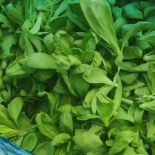 茼蒿 /江苏淮安茼蒿/淮安茼蒿/视频拿货电联优