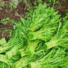 茼蒿 /江苏淮安茼蒿/淮安茼蒿/视频拿货电联优