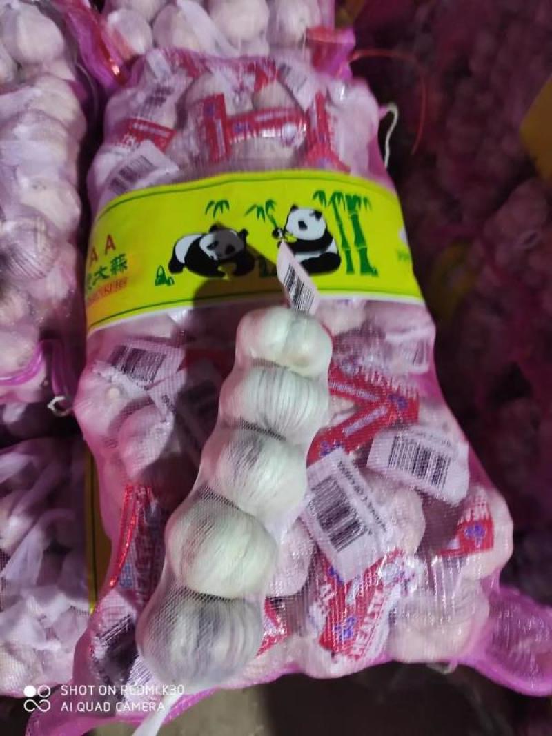 【精品】金乡大蒜 山东干大蒜 精品培育多瓣新鲜大蒜大量上市