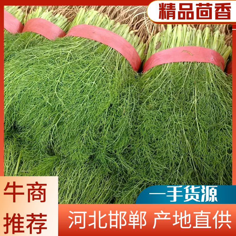 河北精品茴<font color=red>香菜</font>品质保障全国代发视频看