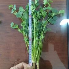 精品<font color=red>香菜</font>