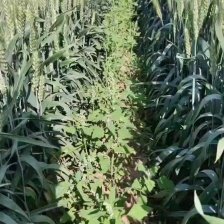 铁杆<font color=red>大葱</font>