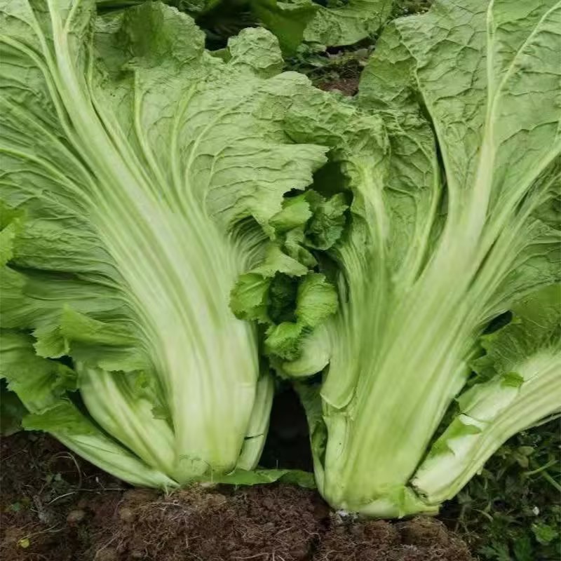 华容芥菜种植基地