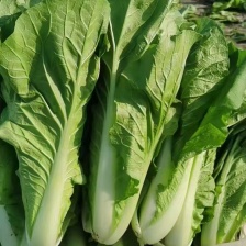 黑叶小白菜，黑叶白，广白欢迎老板前来咨询合作，