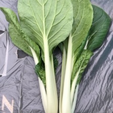 黑叶小白菜，黑叶白，广白欢迎老板前来咨询合作，