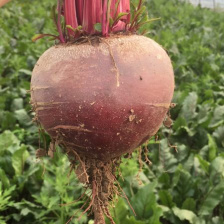 大个头甜菜根红菜头火焰菜甜菜
