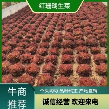 辽宁苦菊 细叶苦菊 产地直发 可视频看货欢迎来电采购