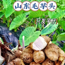 正宗广西新鲜大芋头香芋软糯槟榔芋特大号粉糯桂林特产整箱批