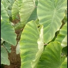 正宗广西新鲜大芋头香芋软糯槟榔芋特大号粉糯桂林特产整箱批