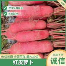 圆白萝卜 圆萝卜 基地直发 一手货源 质量保证 量大从优