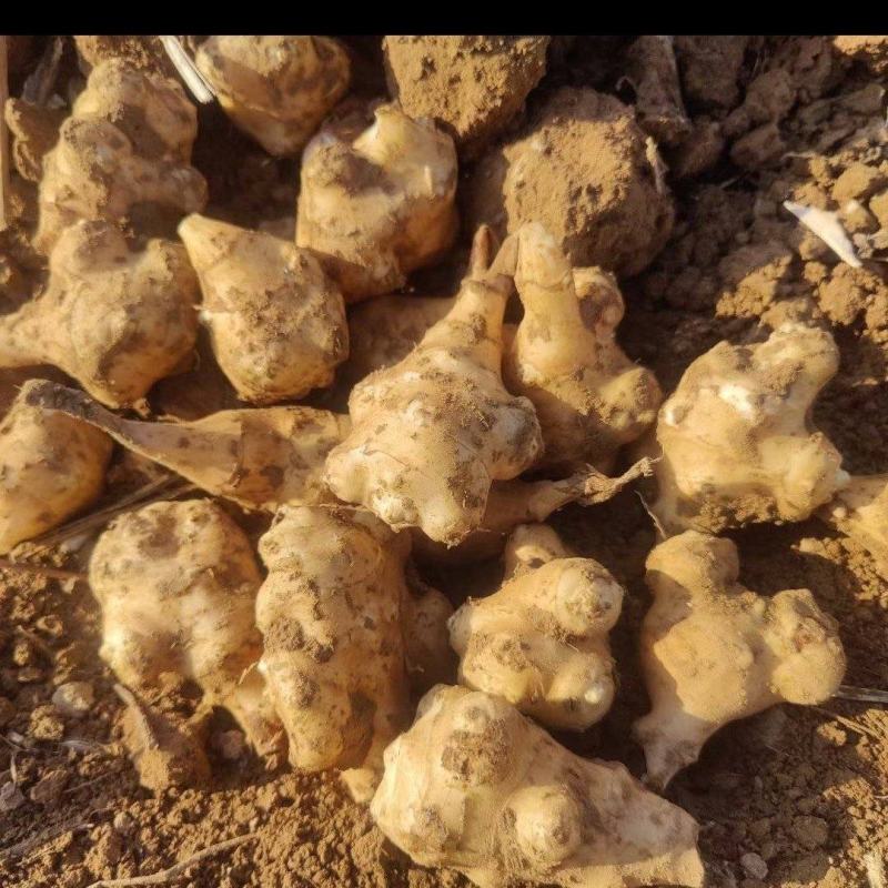 洋姜菊芋鬼子姜上市中，量大从优，欢迎各类客商老板采购