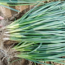 本地小香葱质量好，视频看货，产地直发，价格实惠