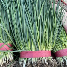 本地小香葱质量好，视频看货，产地直发，价格实惠