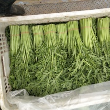 精品茼蒿基地，保质保量，常年供应，量大从优
