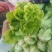 意大利生菜  产地  直供   质量保证