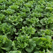 意大利生菜  产地  直供   质量保证
