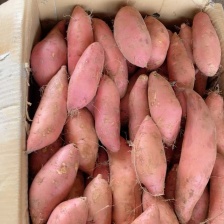 大量出售紫罗兰，山东临沂产地一手货源