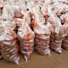 大量出售紫罗兰，山东临沂产地一手货源直发量大价优