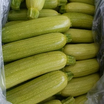 精品云南西葫芦 产地直发 量大从优 全国可发