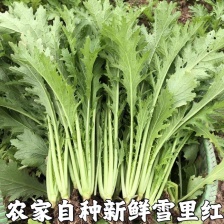 大叶雪里红，小叶雪里红 雪里蕻 大量有货，鲜货上车