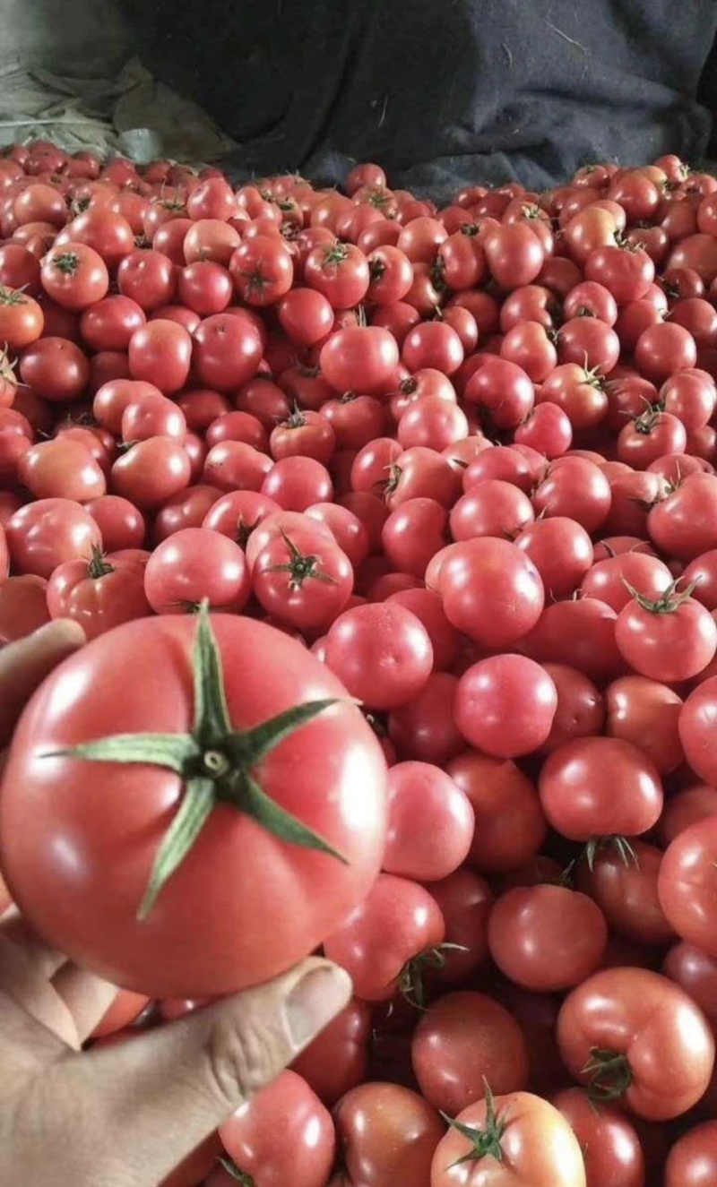 S1大红<font color=red>西红柿</font>产地直供，赶集零售，批