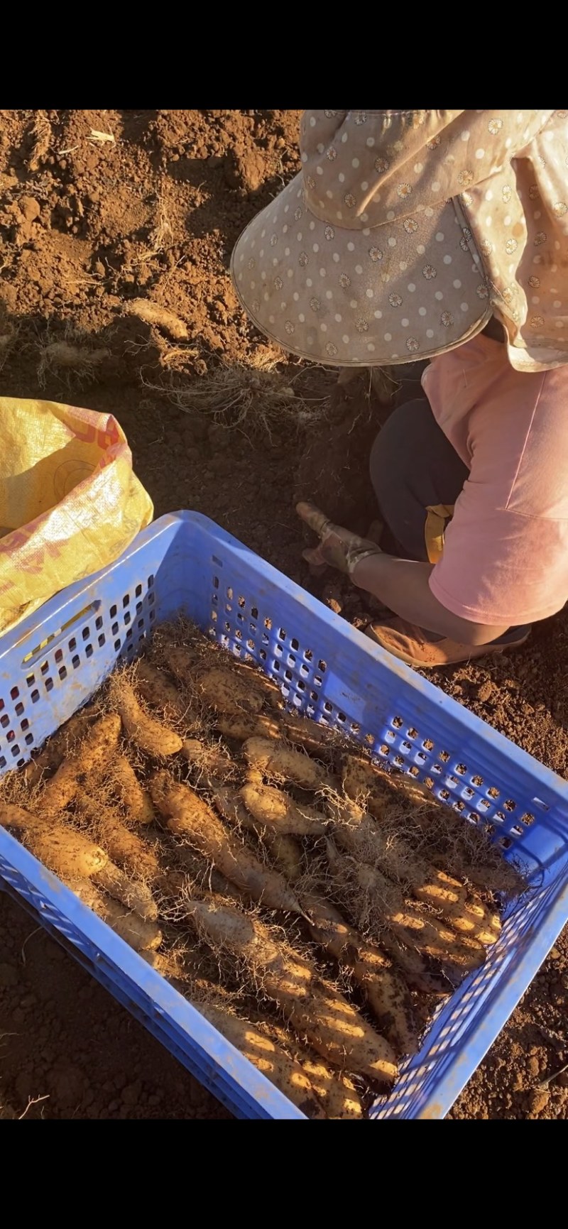 毛薯田薯甜薯姜薯猪仔薯芋薯毛<font color=red>山药</font>！大