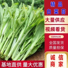 湖北精品红菜苔 大量上市 品质保证 量大从优一手货源