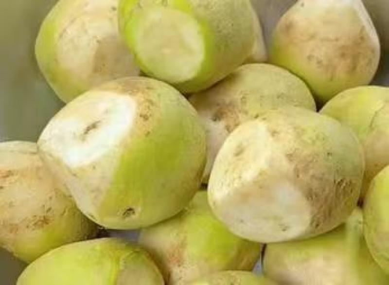 山西吕梁芥菜一手货，蔬菜基地直发，视频看货