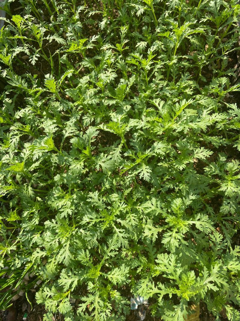 精品茼蒿/一件代发/量大优惠/欢迎选购