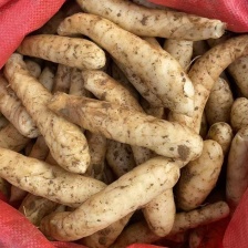 2025新鲜冬粉薯竹薯产地货源充足现挖现发欢迎随时联系