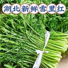 湖北精品雪里红，量大质优 货源稳定 诚信经营，欢迎来电