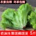 生菜   山东寿光 大量上市   产地直供