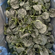 出售菠菜***********