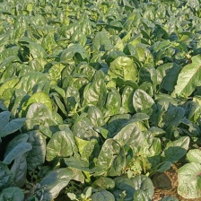 出售菠菜***********