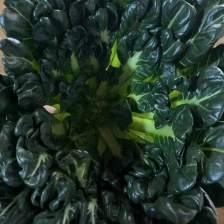 黄心菜 精品黄心乌 基地直供 保证质量 可产地看货支持打冷