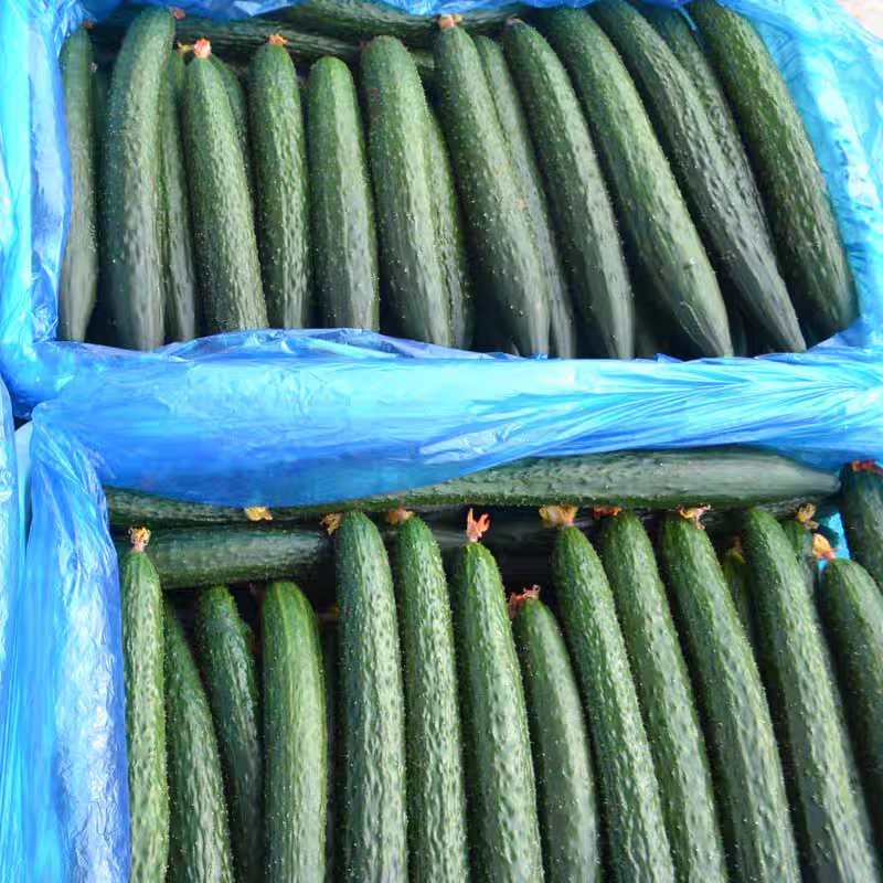 【广东黄瓜】密刺黄瓜/徐闻水瓜/产地货源/价格便宜
