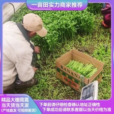 【好货】山东万亩茼蒿大量上市 常年供货 保质保量诚信经营