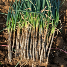 100大葱大量上市 25至35公分毛葱 2cm左右粗细，