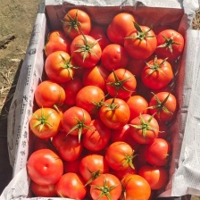 老农民蔬菜生鲜