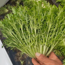 精品苦菊 数量有限 抓紧吧 老板们