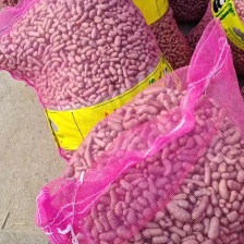 河北蠡县山药豆产地直发货源充足 欢迎随时电话联系