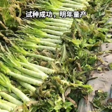 【热卖】云南红叶香莴笋供应市场商超电商 品质保证量大价优