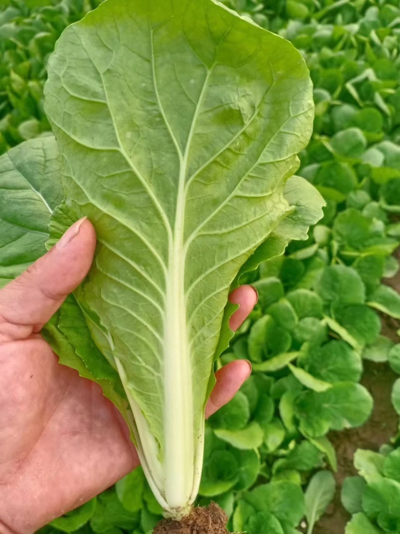 山东快菜 产地发货 一手货源  无虫眼 品质好 价格美丽