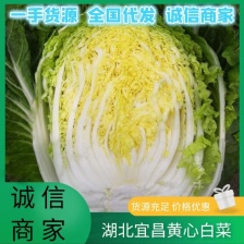 东北白菜黄心白菜吉林白菜品相好口感佳价格实惠欢迎联系