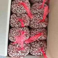 精选<font color=red>山药</font>豆，育苗豆