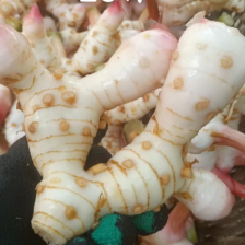 广西防城港白皮南姜，现采现挖，新鲜出货，基地发货随行就市