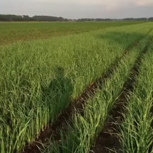 红根蒜苗蒜苗蔬菜产地基地货蒜苗一级货大蒜苗